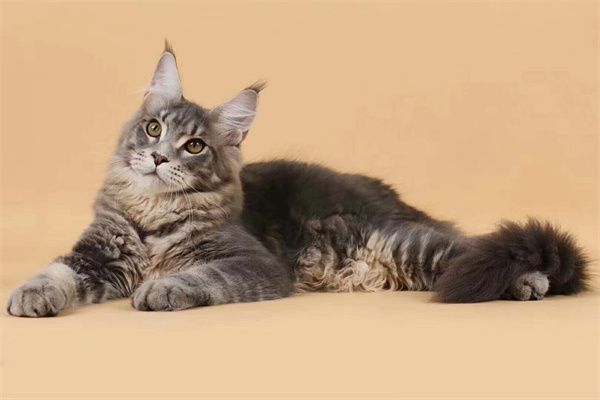 深圳盐田区猫舍附近的位置！深圳猫舍排行榜