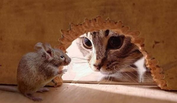 宠物猫真的不会抓老鼠吗？看了你就知道
