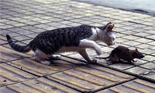 宠物猫真的不会抓老鼠吗？看了你就知道