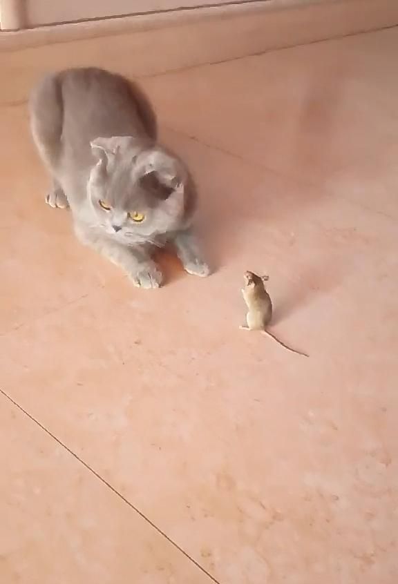 宠物猫真的不会抓老鼠吗？看了你就知道