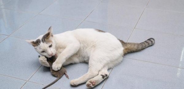 宠物猫真的不会抓老鼠吗？看了你就知道