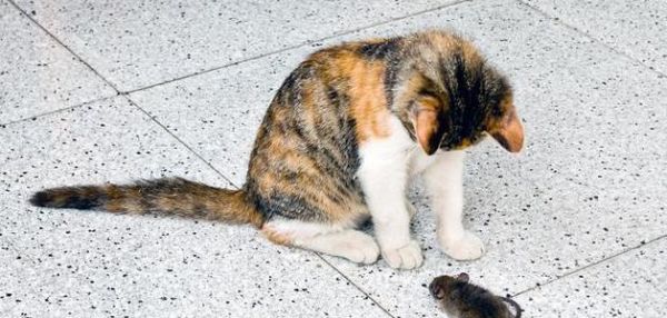 宠物猫真的不会抓老鼠吗？看了你就知道