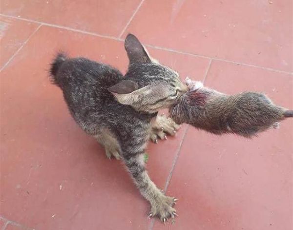 宠物猫真的不会抓老鼠吗？看了你就知道