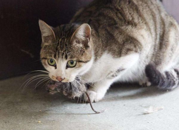 现在的猫咪不抓老鼠？一项长达十年的研究发现，猫抓老鼠不是本能 