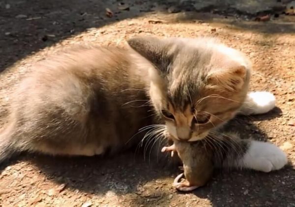 现在的猫咪不抓老鼠？一项长达十年的研究发现，猫抓老鼠不是本能 