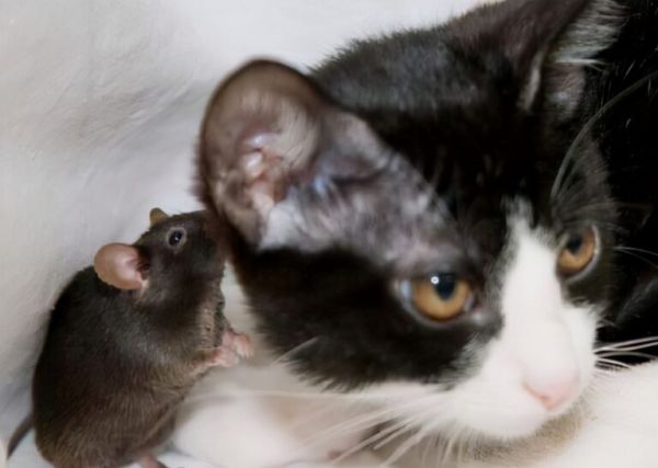现在的猫咪不抓老鼠？一项长达十年的研究发现，猫抓老鼠不是本能 