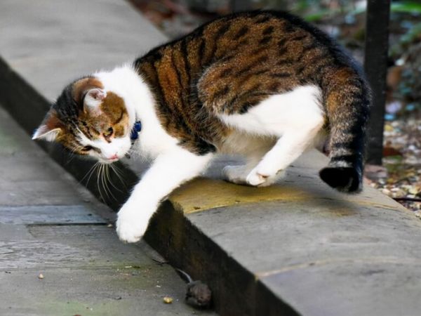 现在的猫咪不抓老鼠？一项长达十年的研究发现，猫抓老鼠不是本能 
