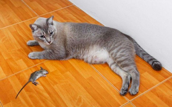 现在的猫咪不抓老鼠？一项长达十年的研究发现，猫抓老鼠不是本能 