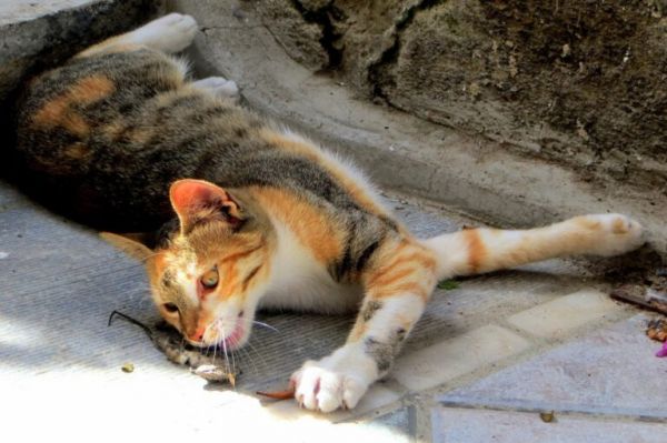 现在的猫咪不抓老鼠？一项长达十年的研究发现，猫抓老鼠不是本能 