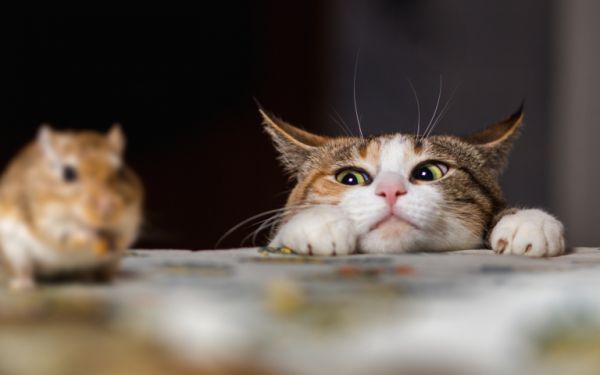 现在的猫咪不抓老鼠？一项长达十年的研究发现，猫抓老鼠不是本能 
