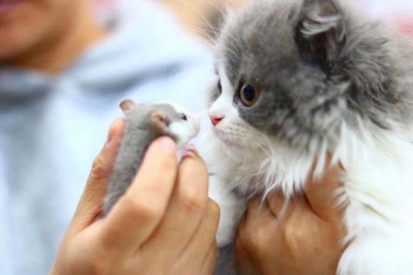 现在的猫咪不抓老鼠？一项长达十年的研究发现，猫抓老鼠不是本能 