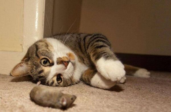 现在的猫咪不抓老鼠？一项长达十年的研究发现，猫抓老鼠不是本能 