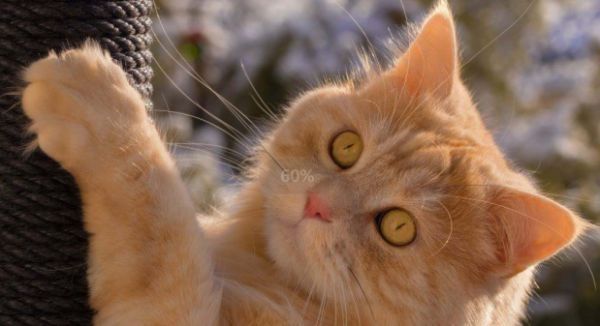 一、橘猫和狸花猫品种介绍不同之处 二、关于橘猫和狸花猫的好看和好养详情分析