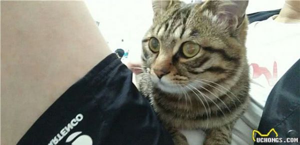 它算是狸花猫吗？