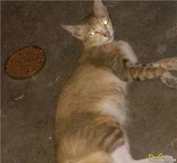 它算是狸花猫吗？