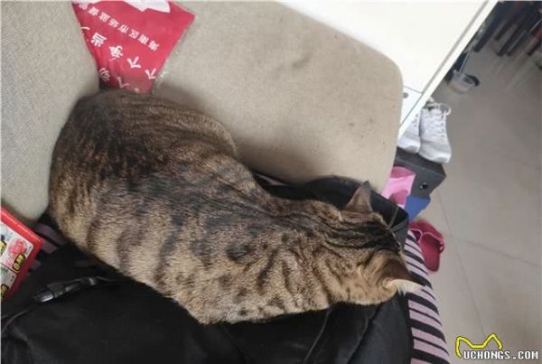它算是狸花猫吗？