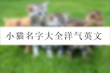 小猫名字大全洋气英文