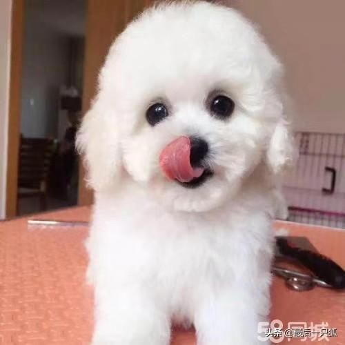 宠物店好开吗?宠物店好开吗,大概投资多少!