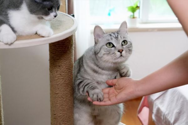 沈阳上门收购宠物猫电话