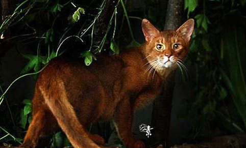 宠物猫高铁托运需要多少钱