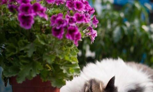 宠物猫高铁托运需要多少钱
