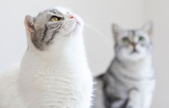 坐高铁猫咪怎么托运