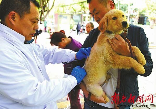 宠物生病去兽医站还是去宠物医院,宠物看病去畜牧站又好又便宜?