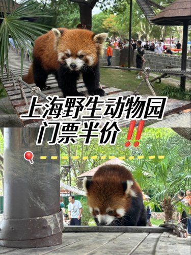趁着上海旅游节，快来半价野生动物园薅羊毛‼️
