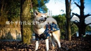 哪个平台托运宠物最靠谱