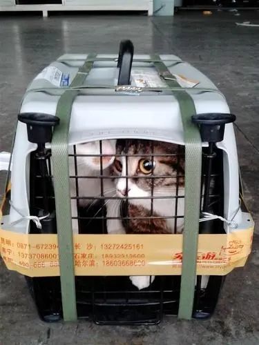 新余 托运物流 专车 活体运输