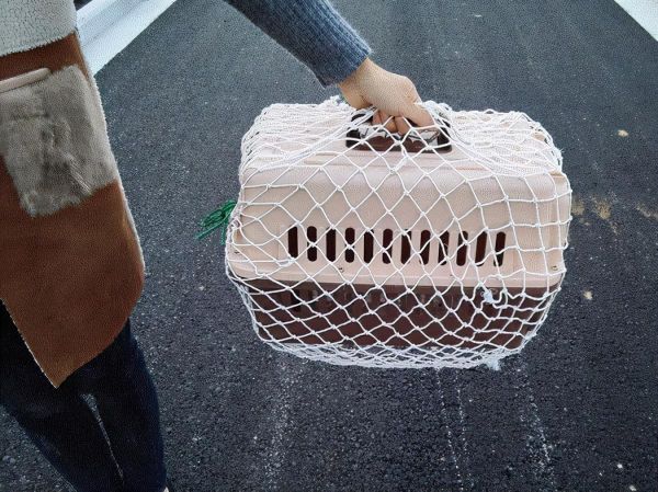 同城寄宠物用什么快递?宠物托运物流价格表一览