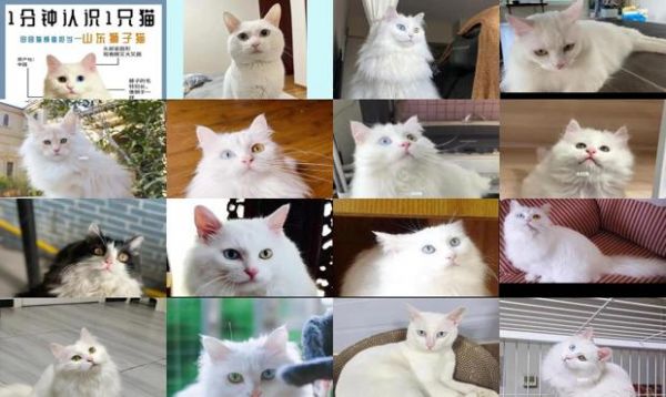 狮子猫多少钱一只 幼崽