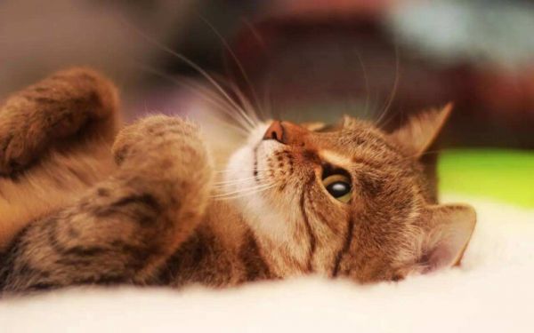 养一只猫一个月最少花多少钱(详细养猫成本计算)