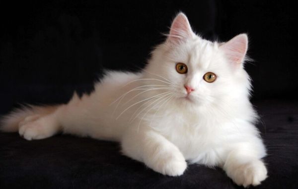 养一只猫一个月最少花多少钱(详细养猫成本计算)