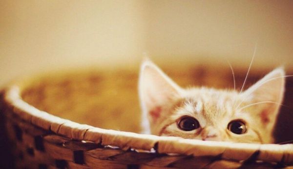 养一只猫一个月最少花多少钱(详细养猫成本计算)