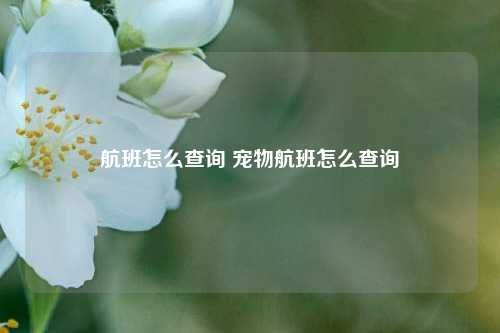 航班怎么查询 宠物航班怎么查询