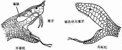 吓人！15岁男孩网购这个当宠物被咬伤，三天才脱离危险！