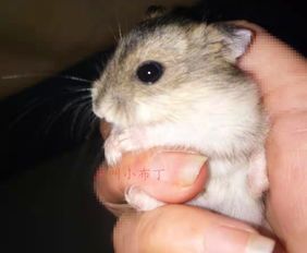 什么样的宠物天才可以养