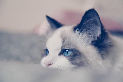 地球上10大最适合家养的猫咪，中华田园猫上榜，你养了哪种？