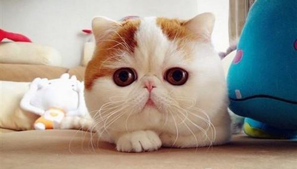 地球上10大最适合家养的猫咪，中华田园猫上榜，你养了哪种？