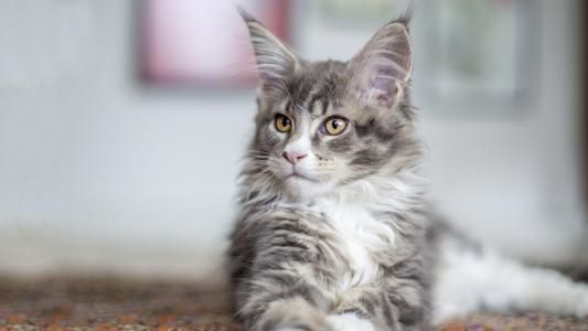 地球上10大最适合家养的猫咪，中华田园猫上榜，你养了哪种？