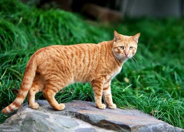地球上10大最适合家养的猫咪，中华田园猫上榜，你养了哪种？