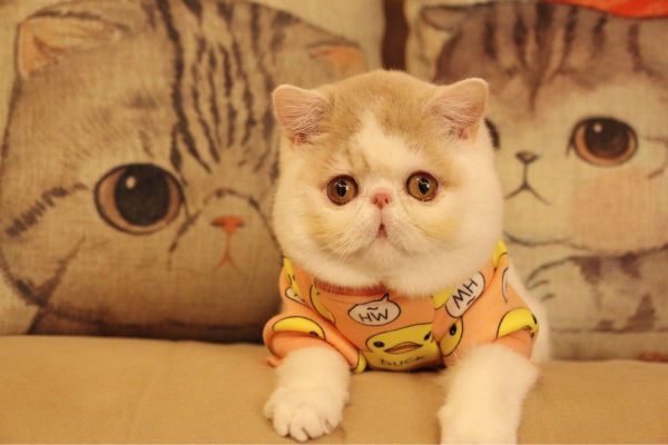 地球上10大最适合家养的猫咪，中华田园猫上榜，你养了哪种？