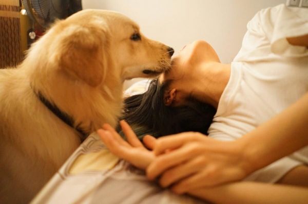 最适合家养的狗狗排名,看看这8种哪个适合你!