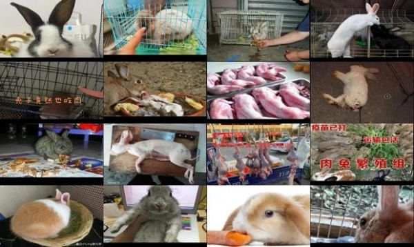宠物兔能杀来吃肉吗