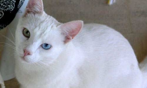 土猫和宠物猫的区别图片