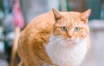 土猫和宠物猫的区别图片