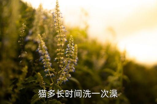 猫多长时间洗一次澡