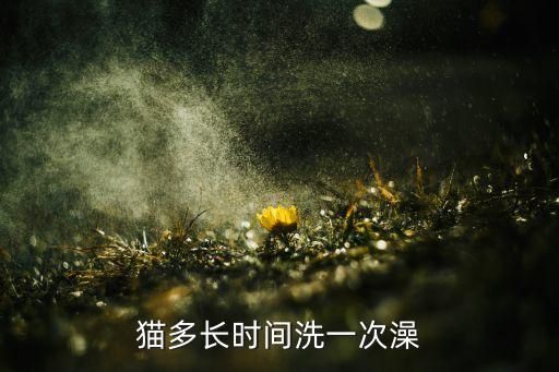 猫多长时间洗一次澡