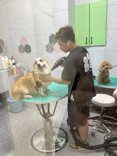 长沙宝藏宠物医院推荐‍